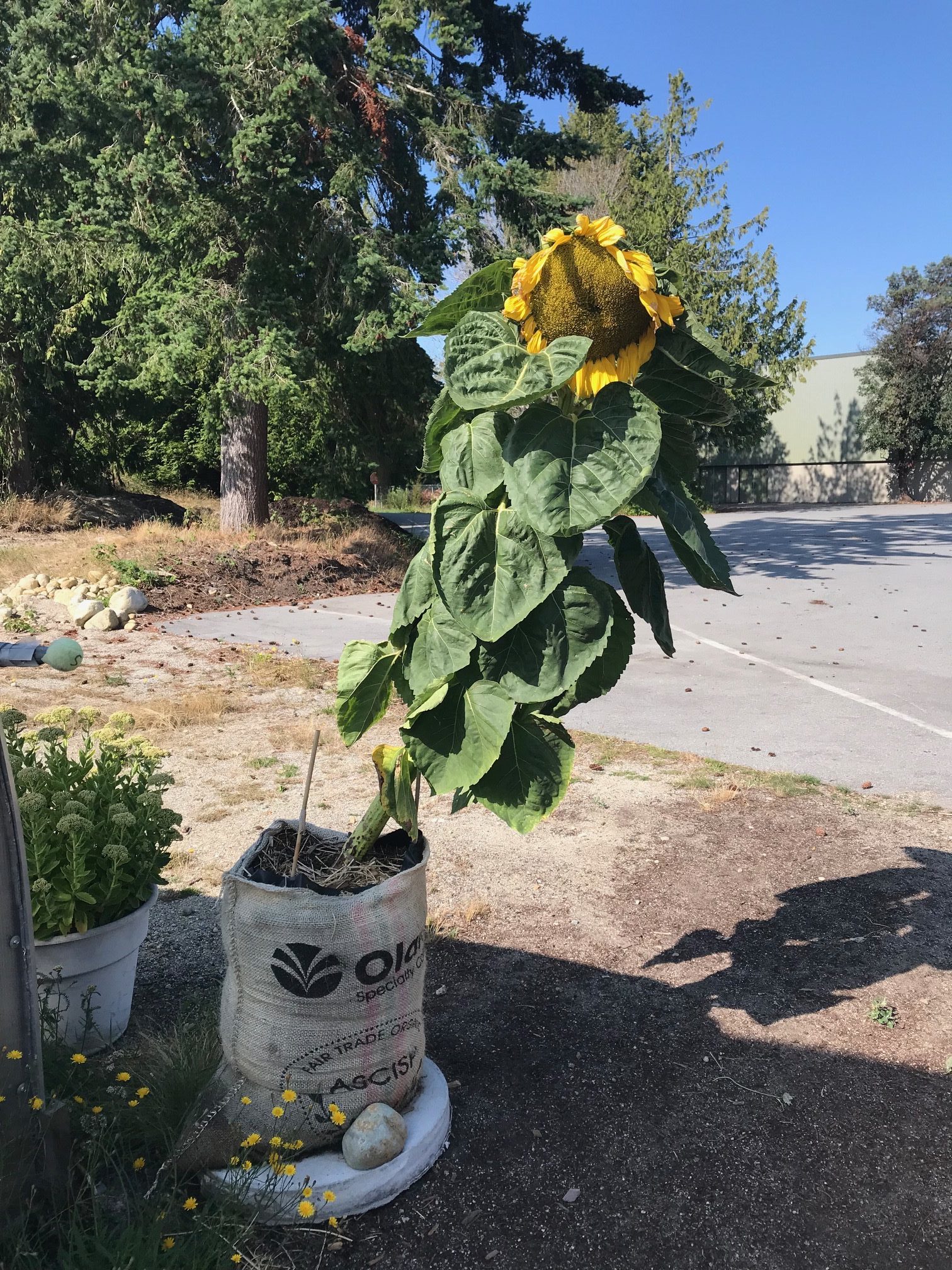 Sunflower at Davis Bay