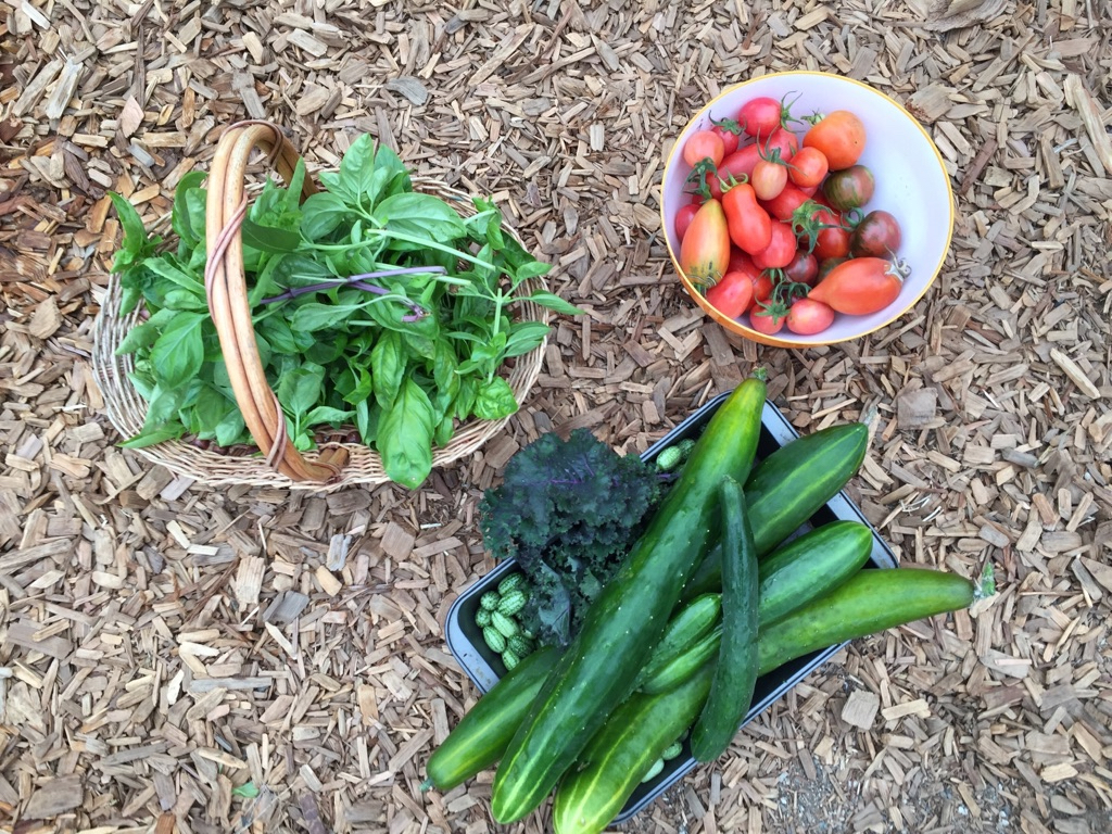 harvest